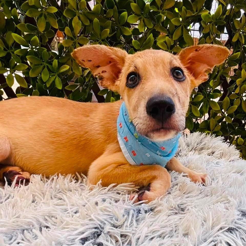 Enlarge Lobito, a Adoptable mixed breed in Williamsburg, ON image 1/4