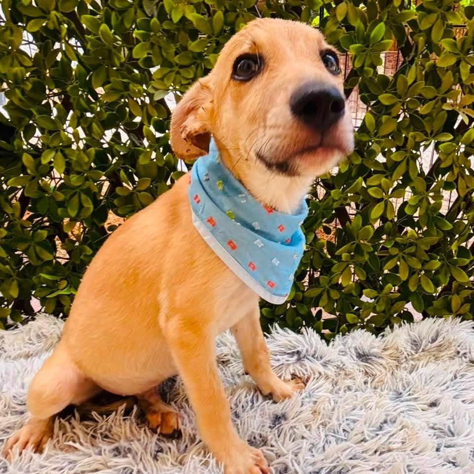 Enlarge Lobito, a Adoptable mixed breed in Williamsburg, ON image 3/4