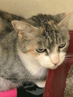 Enlarge Roxy *solo kitty, a Adoptable mixed breed in Toronto, ON image 4/4