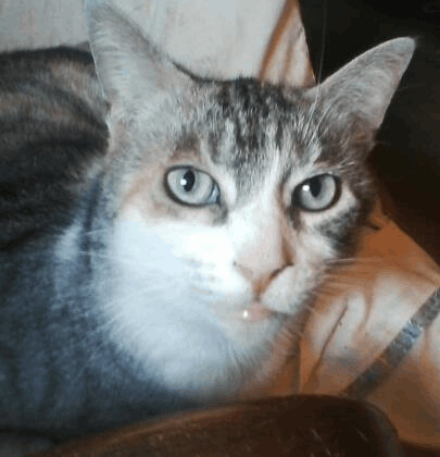 Roxy *solo kitty, Adoptable, Senior Female Dilute Calico & Tabby.