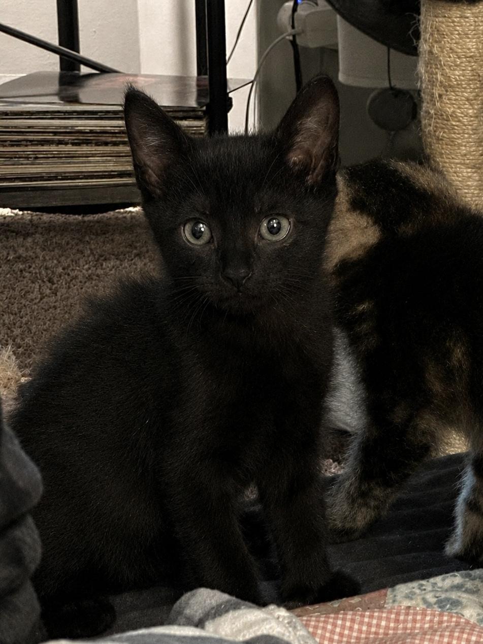 Enlarge Wybie, a Adoptable Domestic Short Hair in Randolph, AL image 1/1