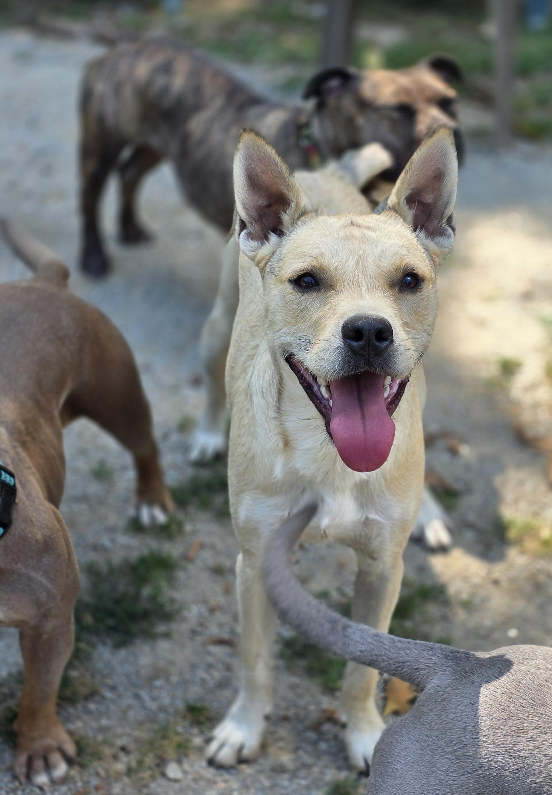 Freddy, Adoptable, Adult Male Terrier.
