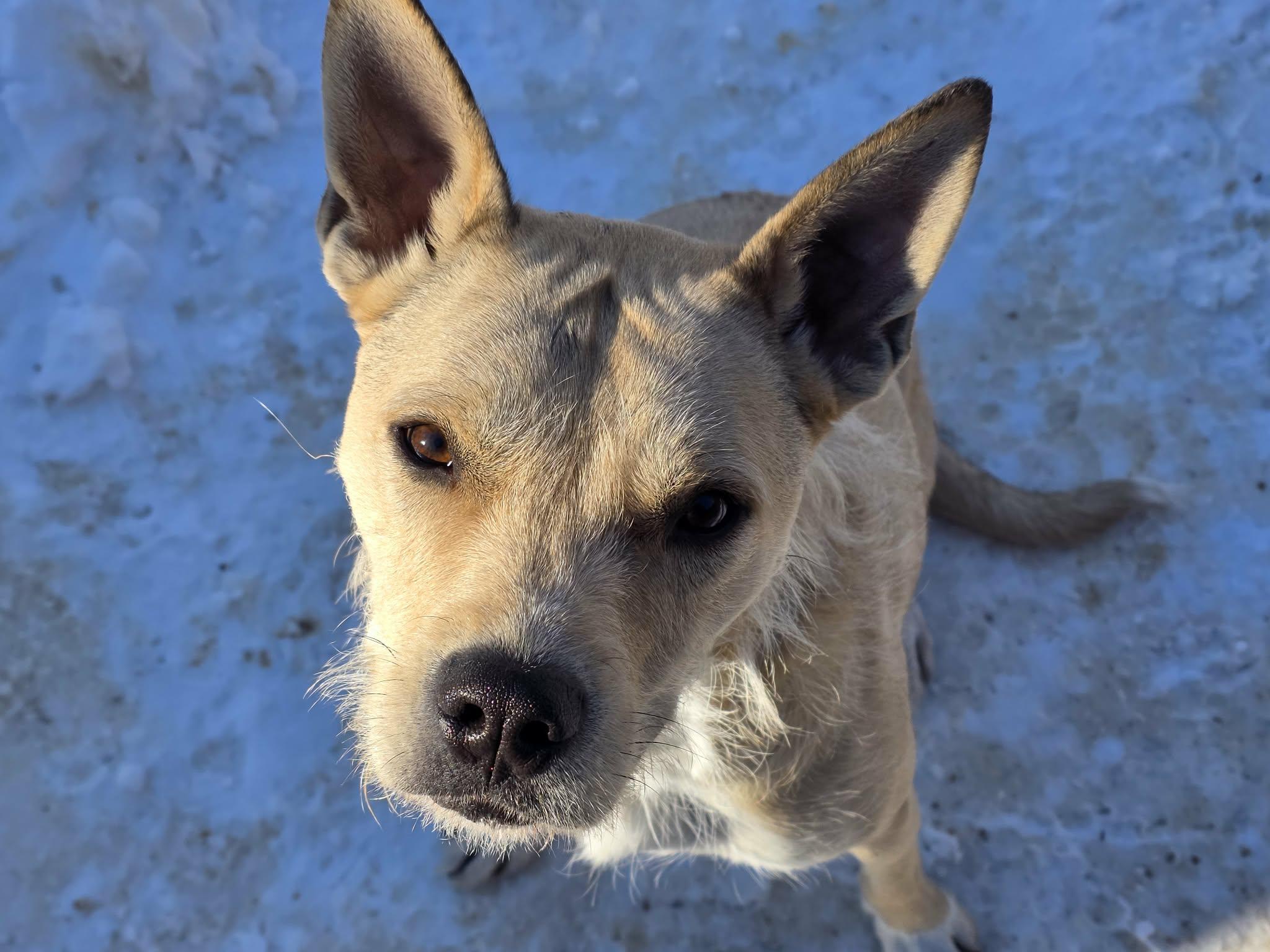 Enlarge Freddy, a Adoptable mixed breed in Fryeburg, ME image 5/6