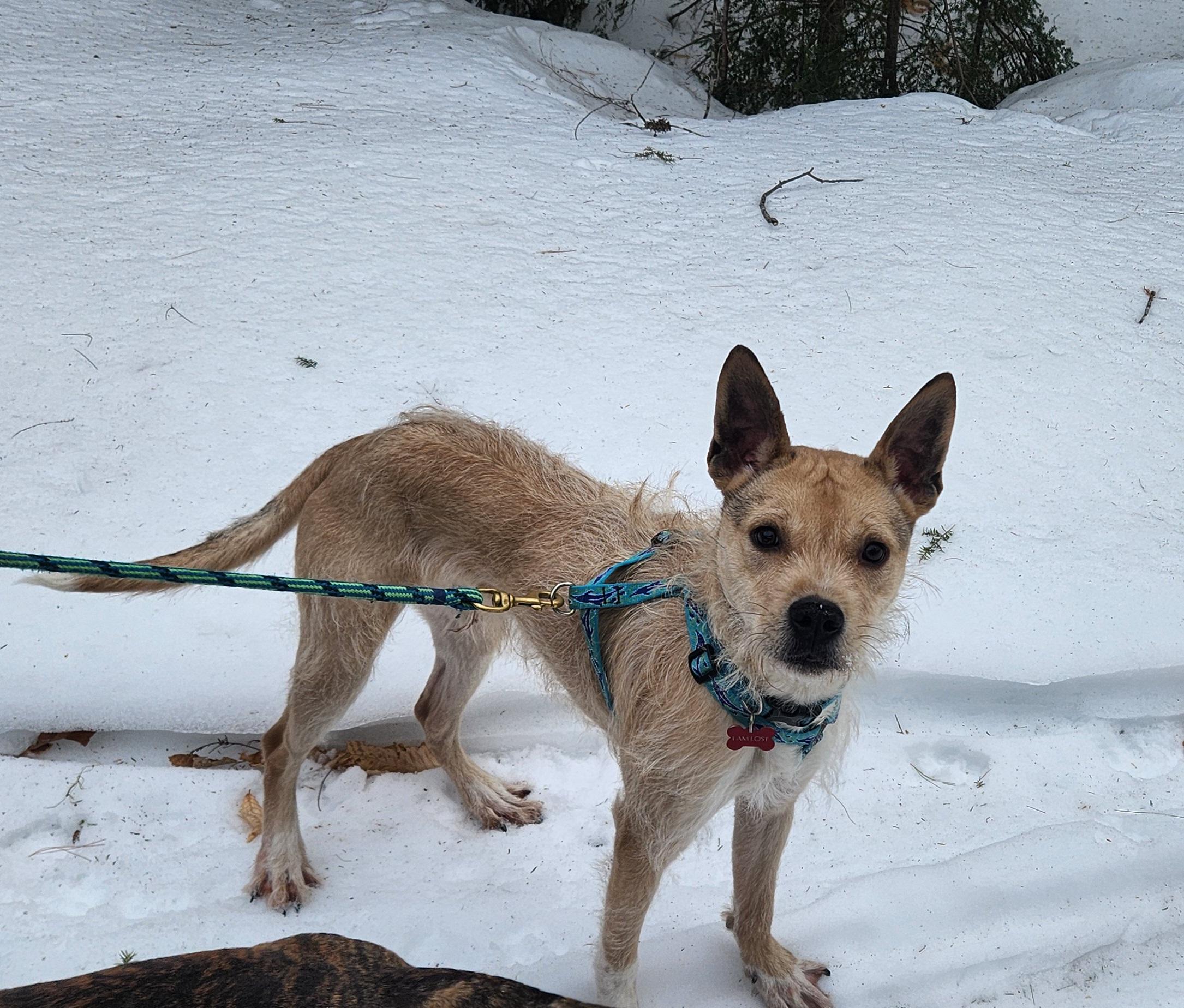 Freddy, a Adoptable mixed breed in Fryeburg, ME image 2/6