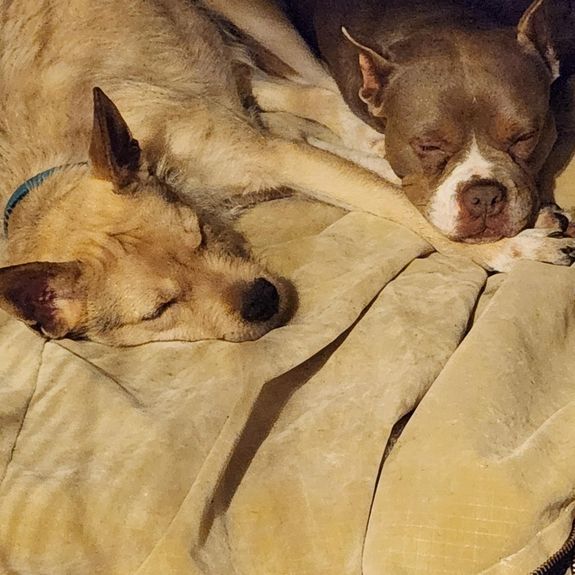 Freddy, a Adoptable mixed breed in Fryeburg, ME image 4/6