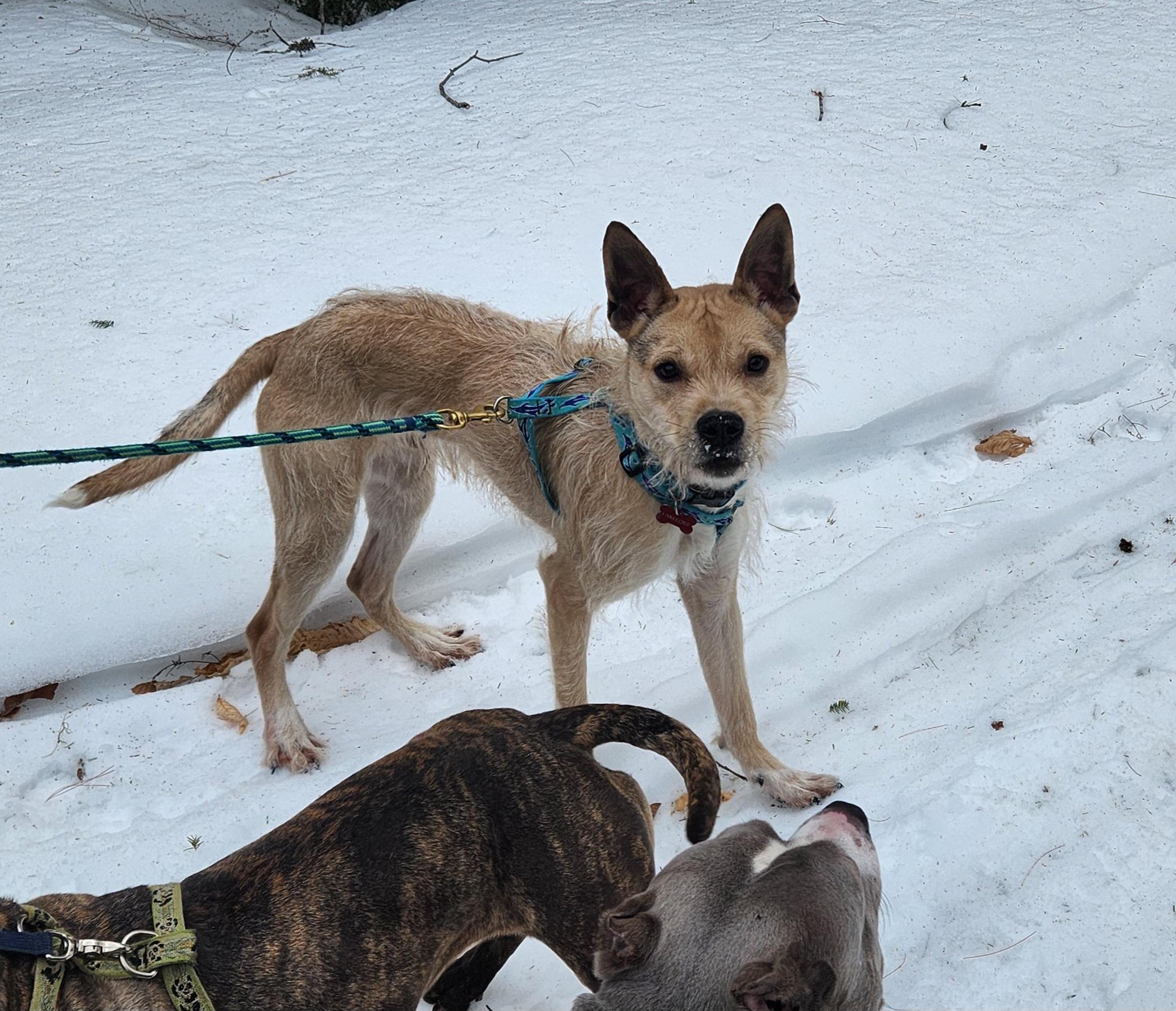 Freddy, a Adoptable mixed breed in Fryeburg, ME image 6/6