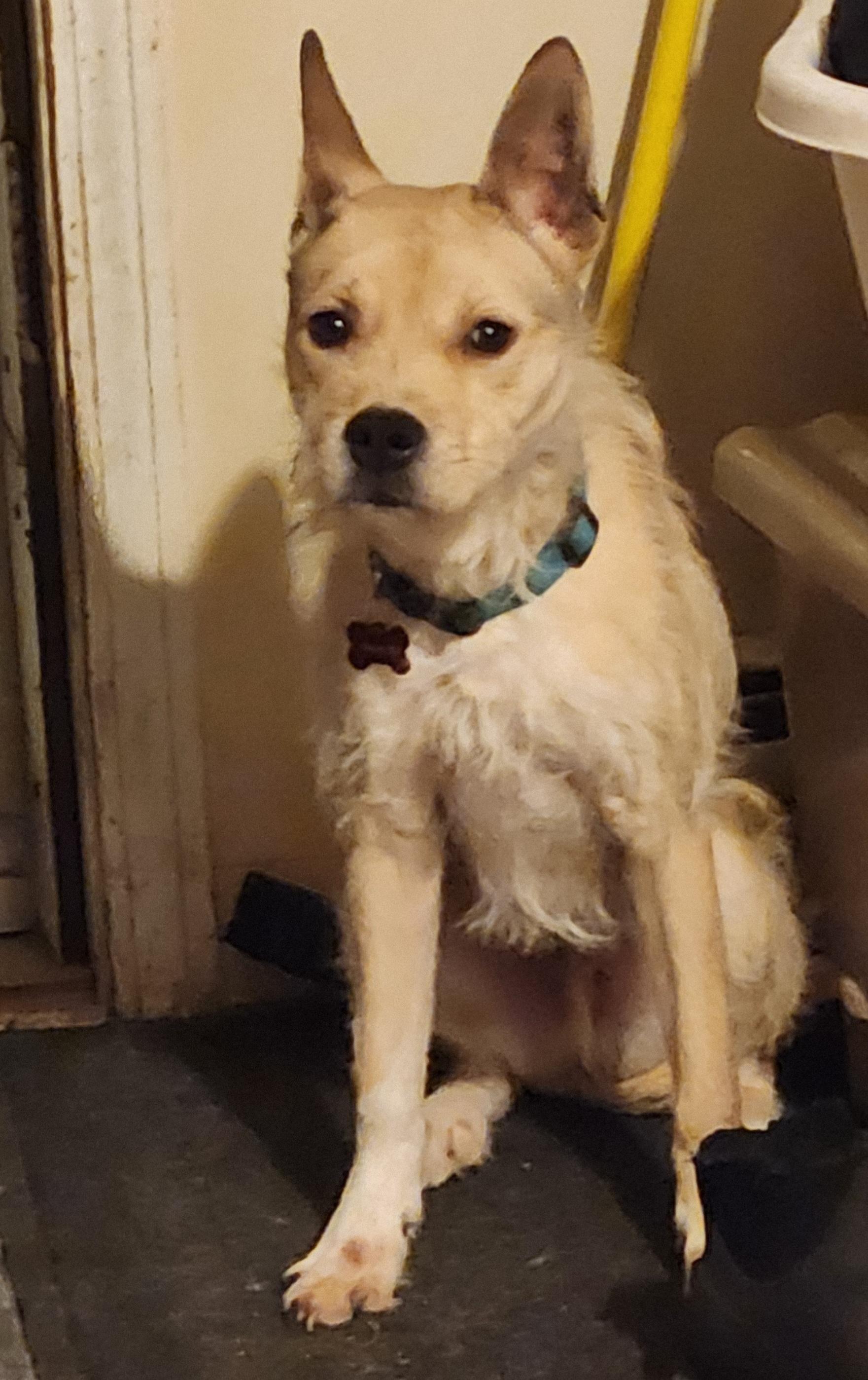 Freddy, a Adoptable mixed breed in Fryeburg, ME image 5/6