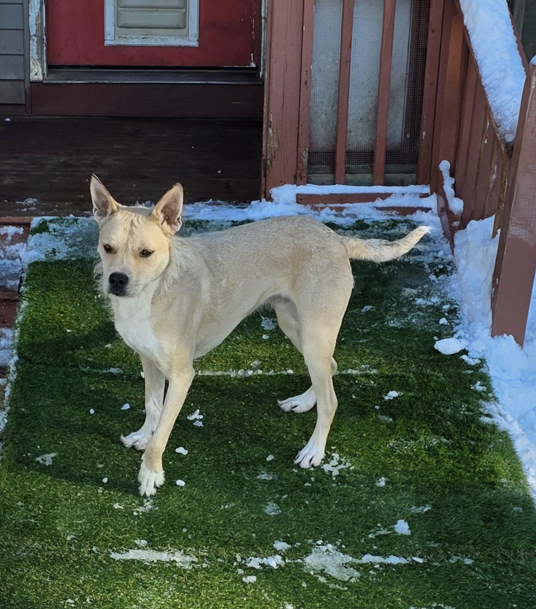 Enlarge Freddy, a Adoptable mixed breed in Fryeburg, ME image 4/6