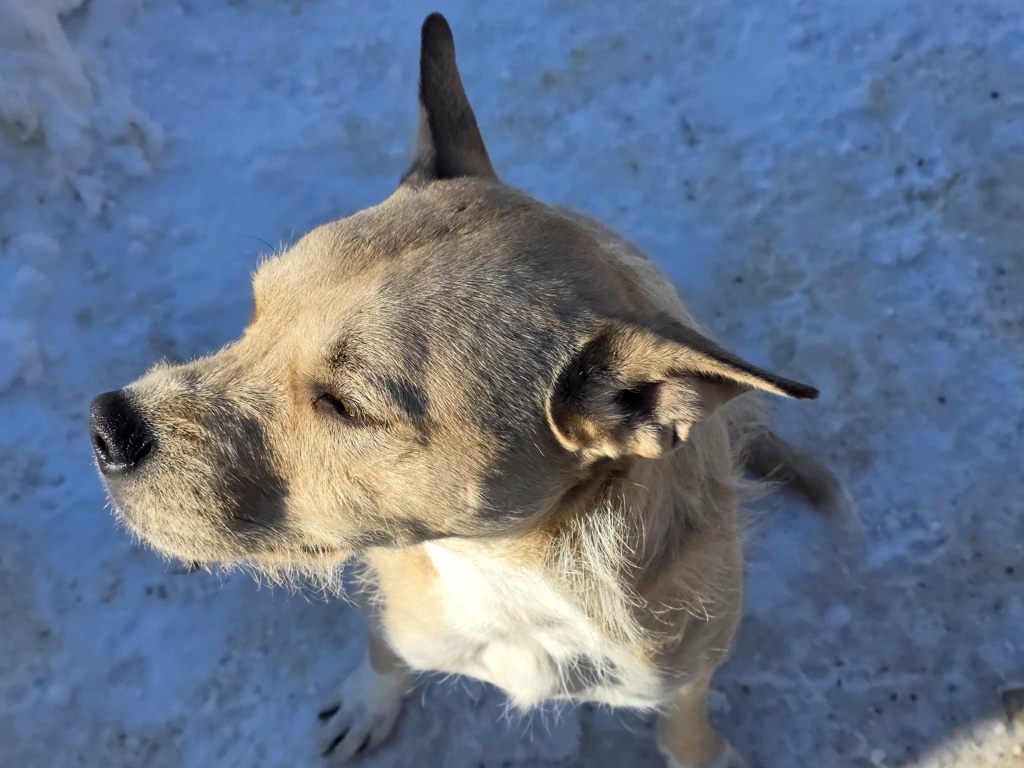 Enlarge Freddy, a Adoptable mixed breed in Fryeburg, ME image 6/6
