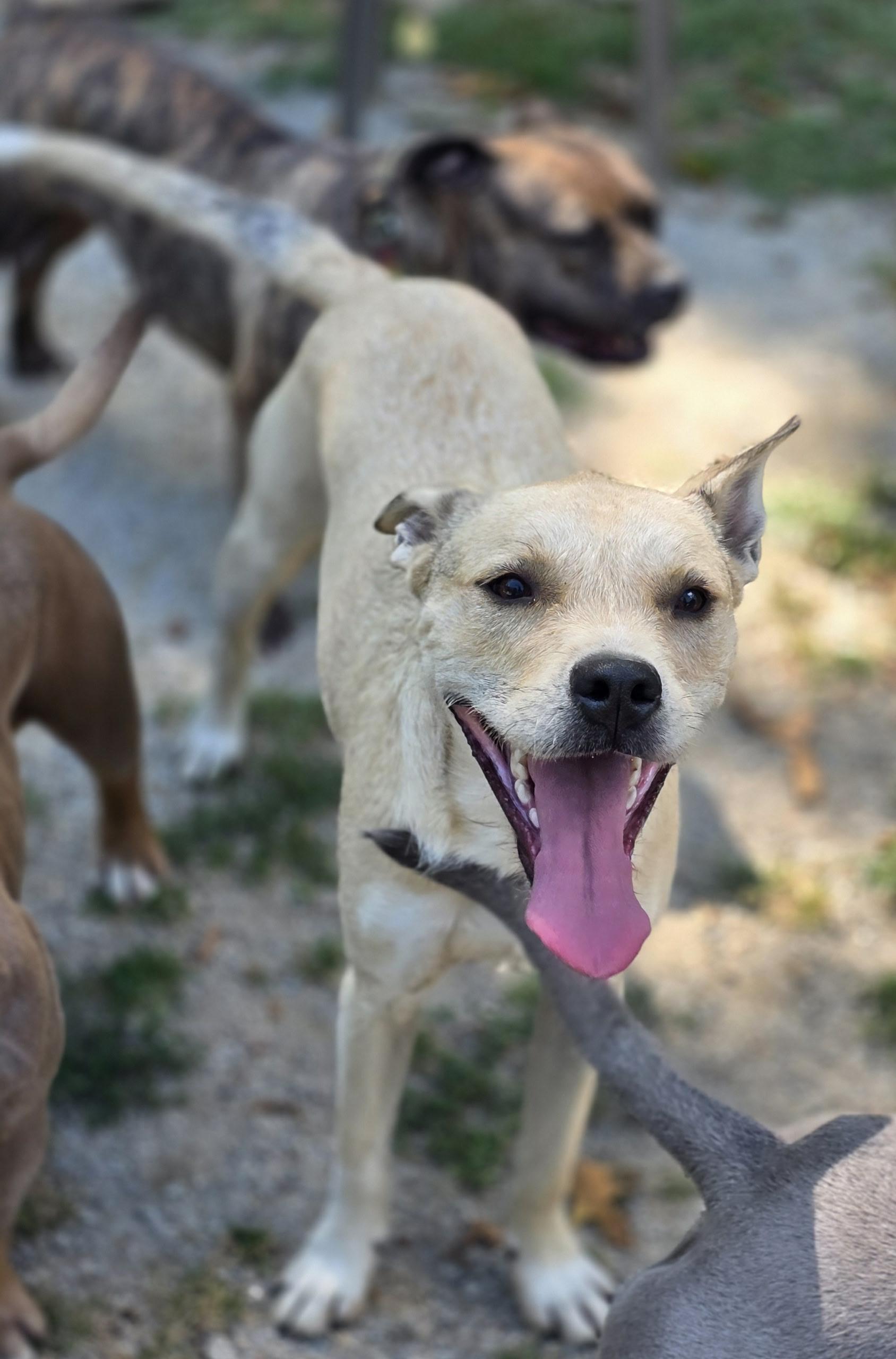 Freddy, an adoptable Terrier in Fryeburg, ME, 04037 | Photo Image 3