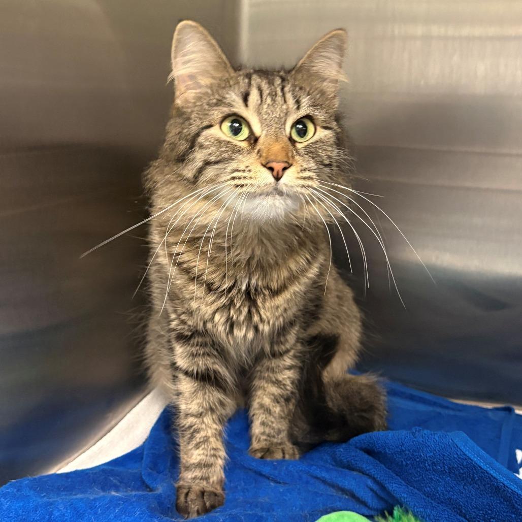 Enlarge Marigold, a Adoptable Domestic Short Hair in East Hanover, NJ image 1/4