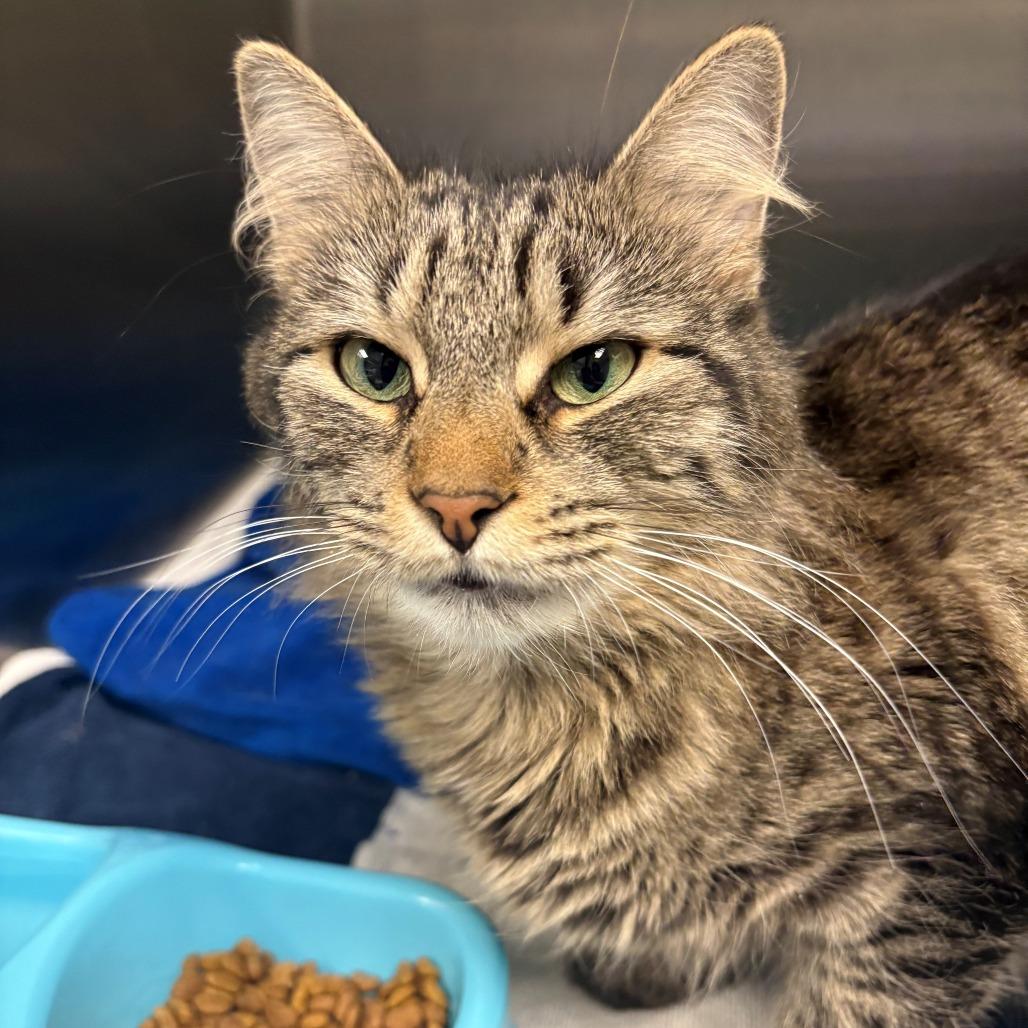 Enlarge Marigold, a Adoptable Domestic Short Hair in East Hanover, NJ image 2/4