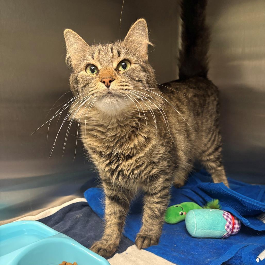 Enlarge Marigold, a Adoptable Domestic Short Hair in East Hanover, NJ image 3/4