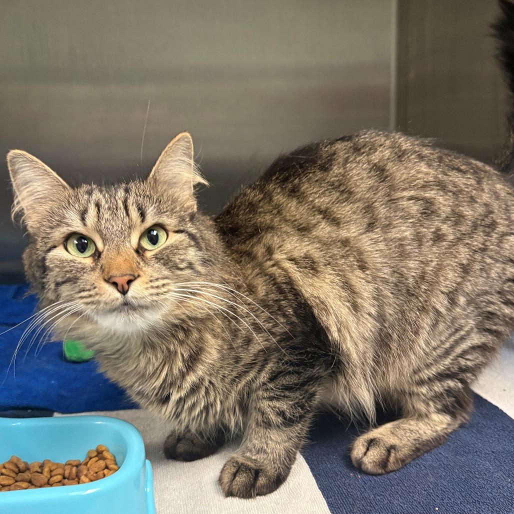 Enlarge Marigold, a Adoptable Domestic Short Hair in East Hanover, NJ image 4/4