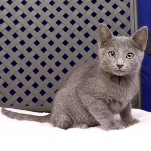 Freddy, a Adoptable mixed breed in Fort Davis, TX image 1/2