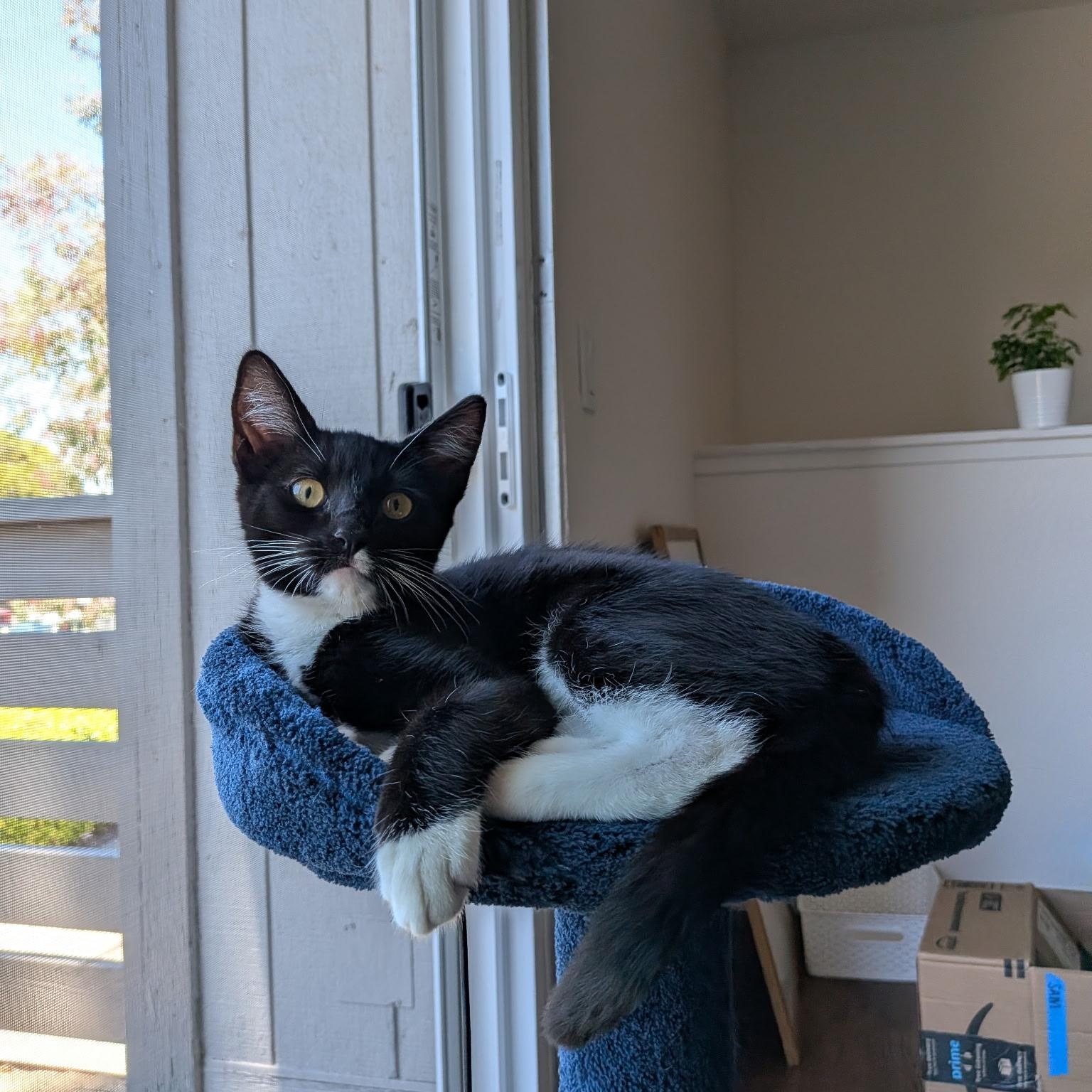 Enlarge Emmy, a ADOPTABLE Domestic Short Hair in San Luis Obispo, CA image 1/6