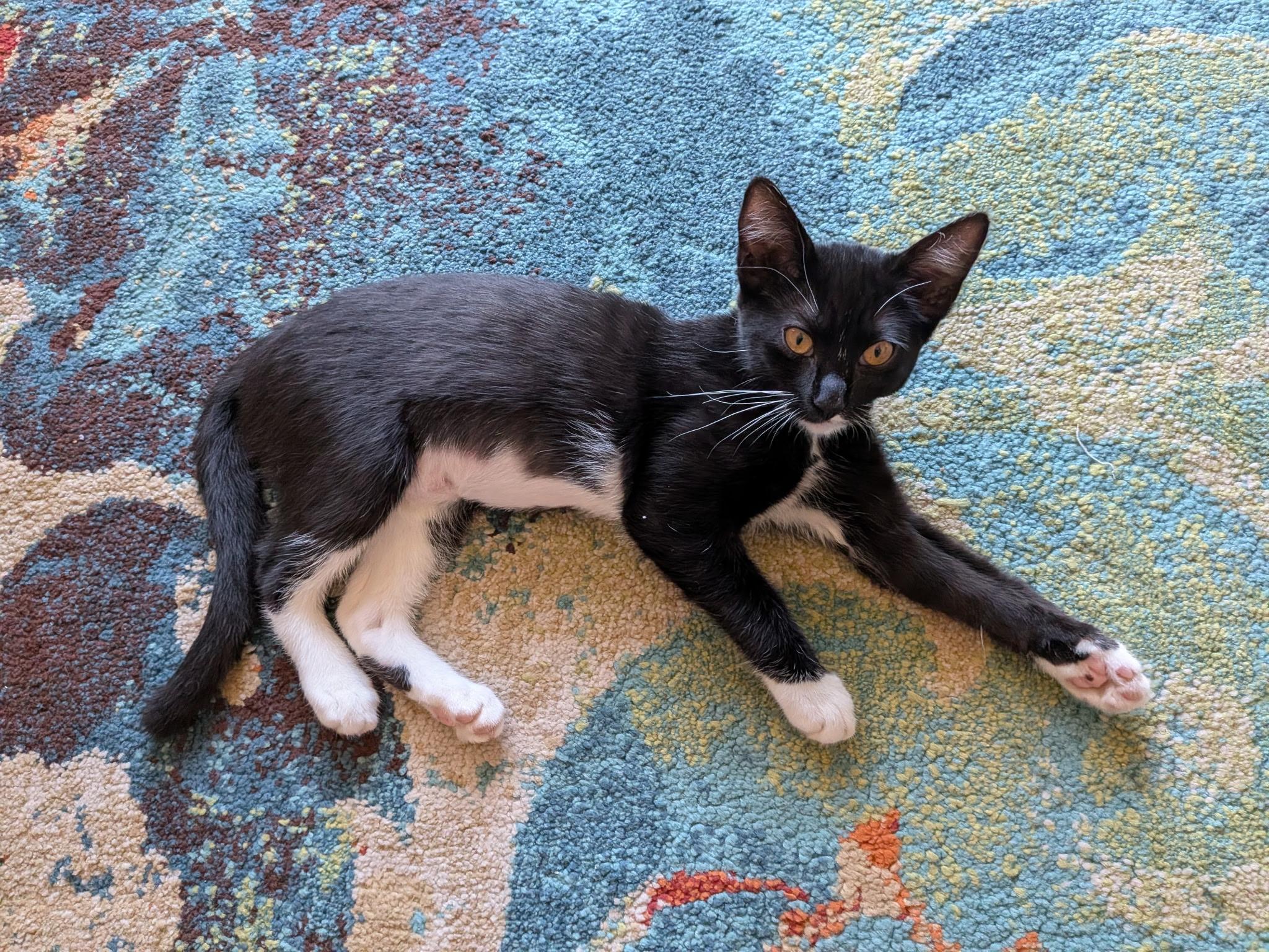 Enlarge Emmy, a ADOPTABLE Domestic Short Hair in San Luis Obispo, CA image 2/6