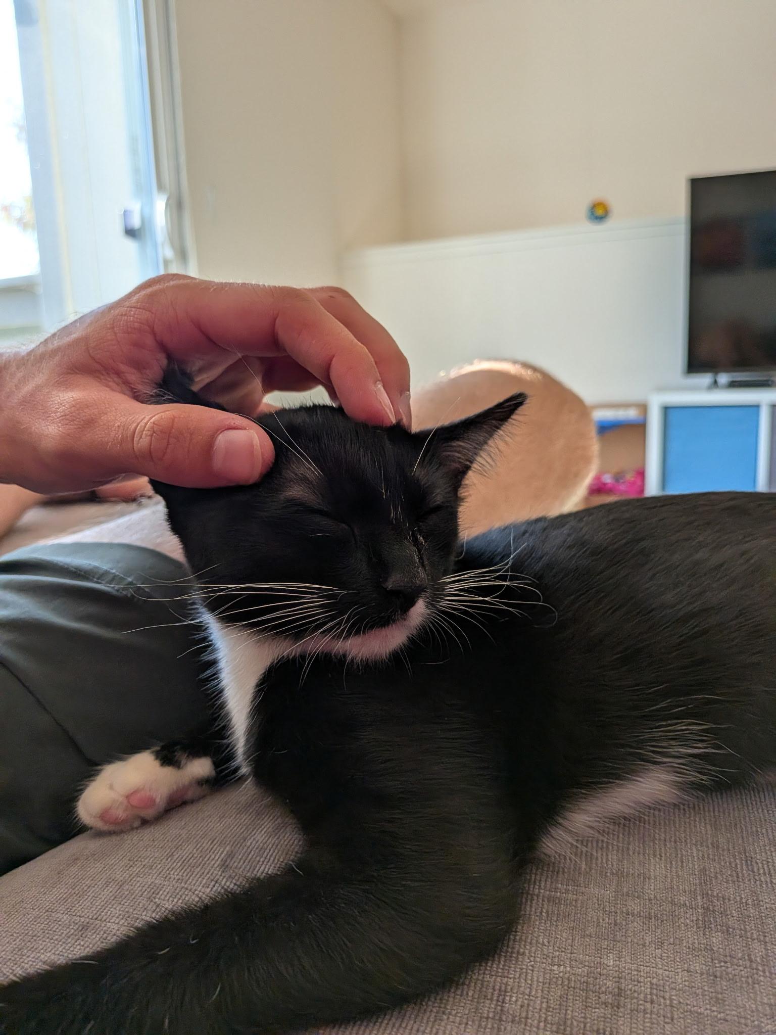 Enlarge Emmy, a ADOPTABLE Domestic Short Hair in San Luis Obispo, CA image 6/6