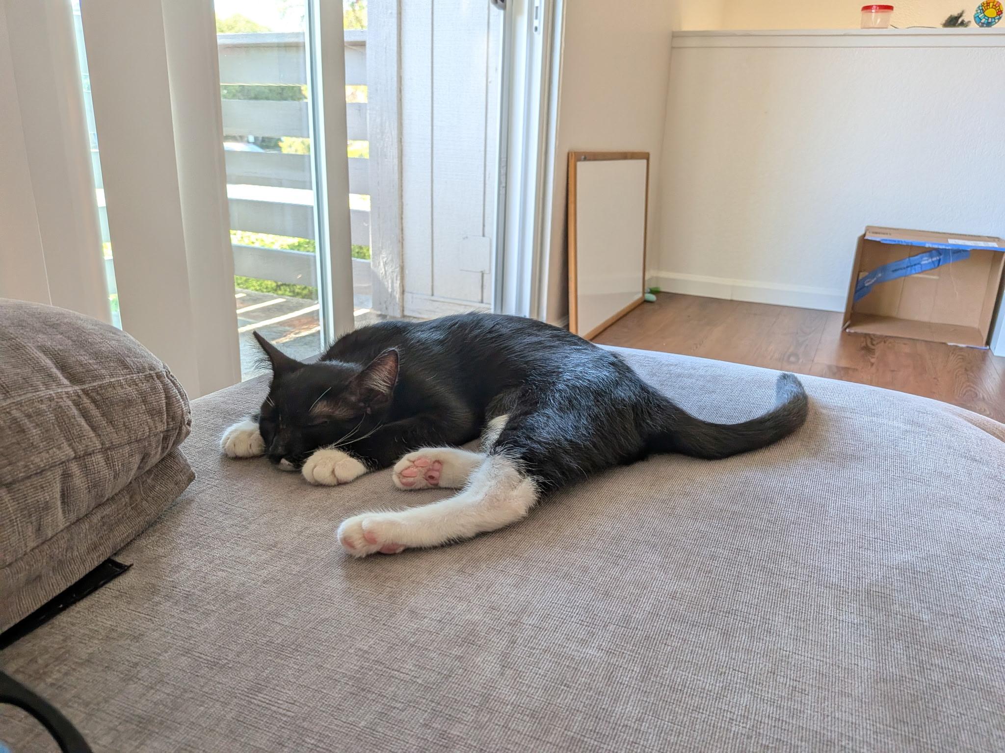 Enlarge Emmy, a ADOPTABLE Domestic Short Hair in San Luis Obispo, CA image 5/6
