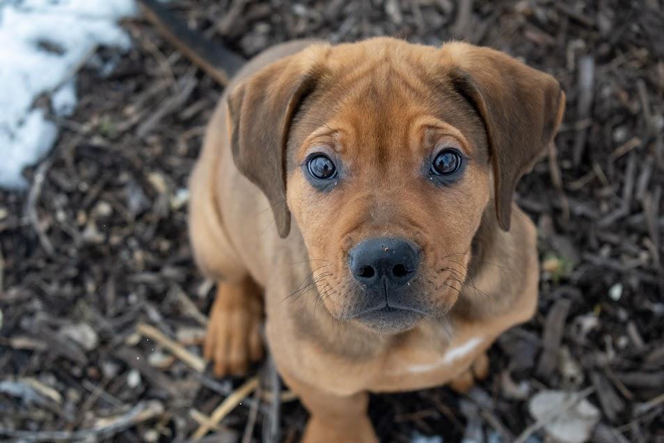 Rusty, a Adoptable mixed breed in Farmington, MN image 2/6