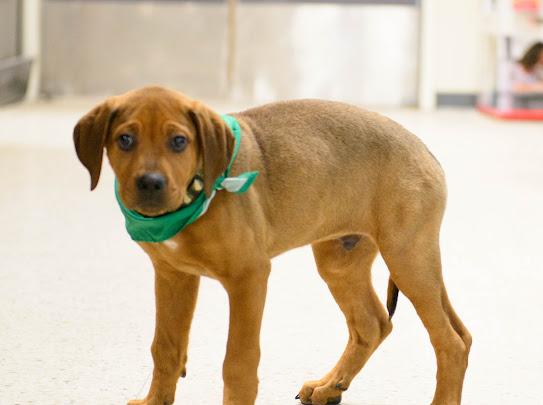 Rusty, a Adoptable mixed breed in Farmington, MN image 4/6