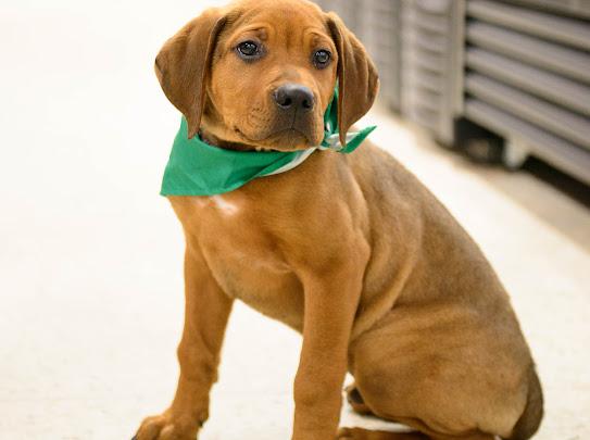 Rusty, a Adoptable mixed breed in Farmington, MN image 1/6