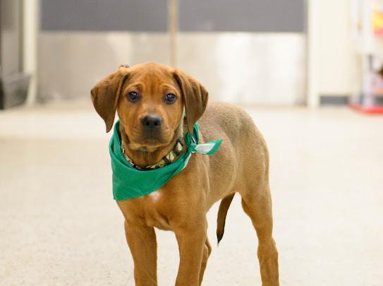 Rusty, a Adoptable mixed breed in Farmington, MN image 6/6