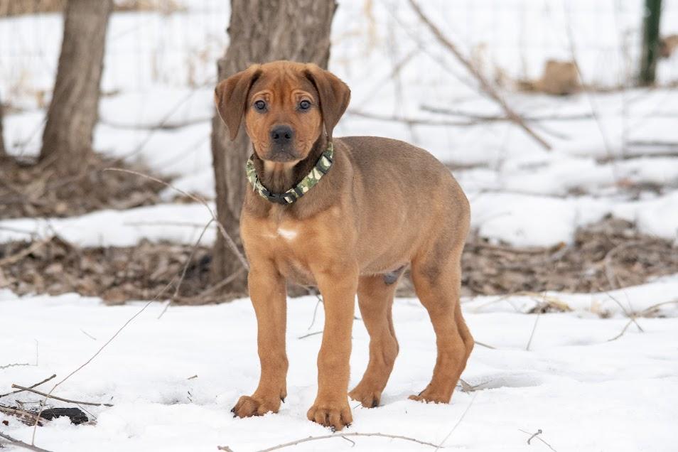 Rusty, a Adoptable mixed breed in Farmington, MN image 3/6