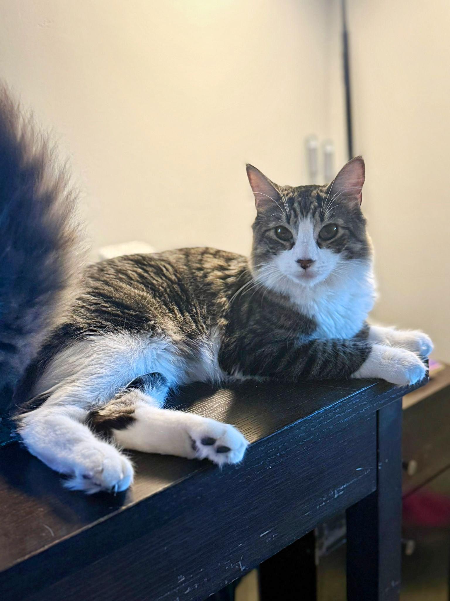 Theoki is a beautiful long haired  He will make a wonderful addition to any home He is bonded to
