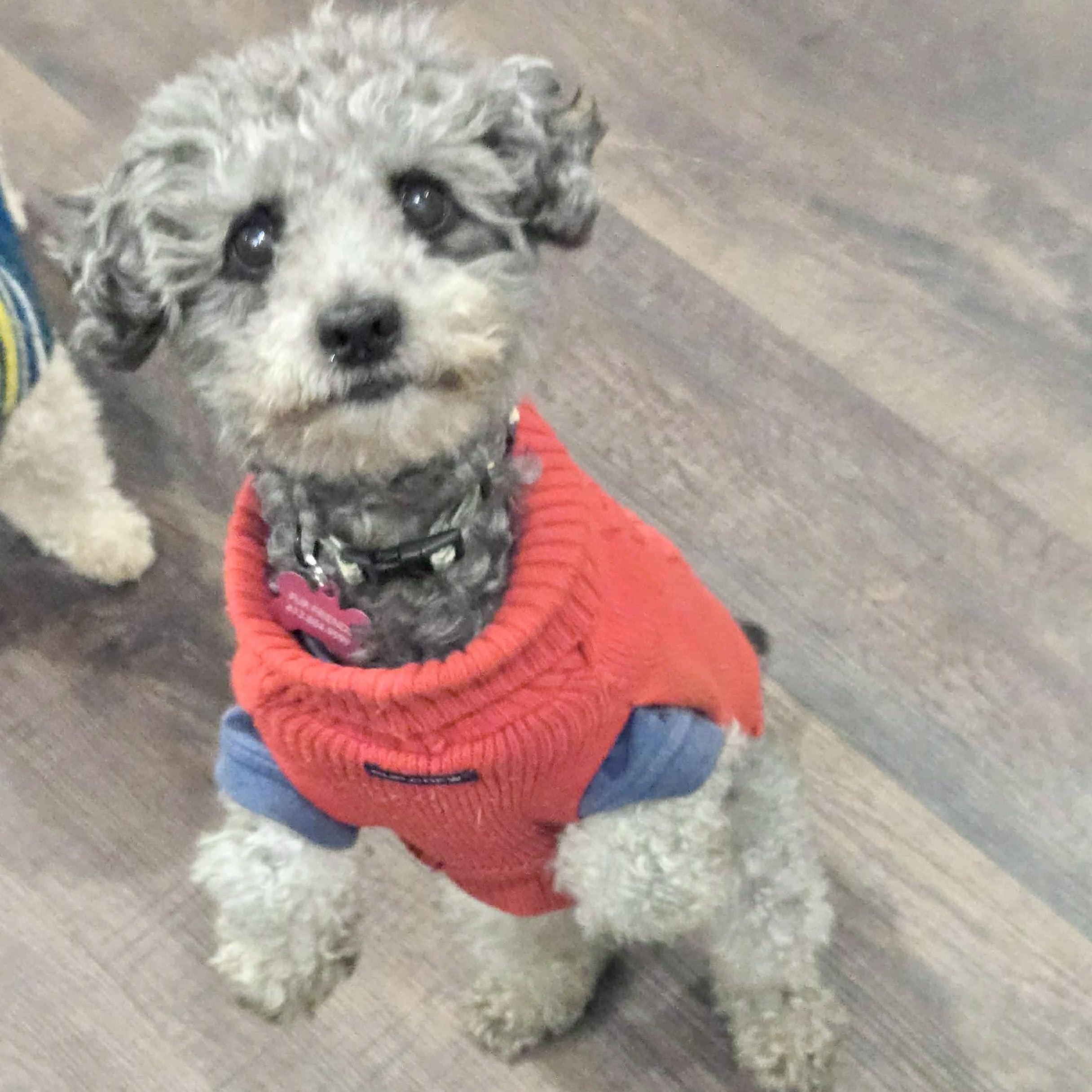 Enlarge Teddy Bear, a Adoptable mixed breed in Saint Helens, OR image 6/6