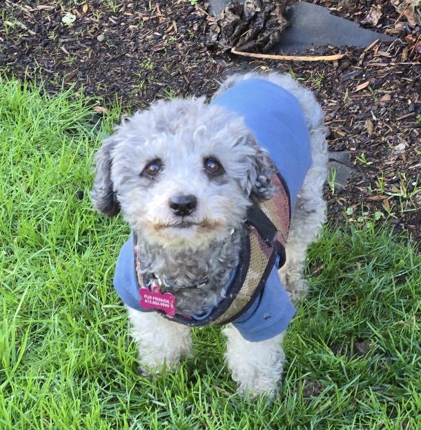 Enlarge Teddy Bear, a Adoptable mixed breed in Saint Helens, OR image 1/6