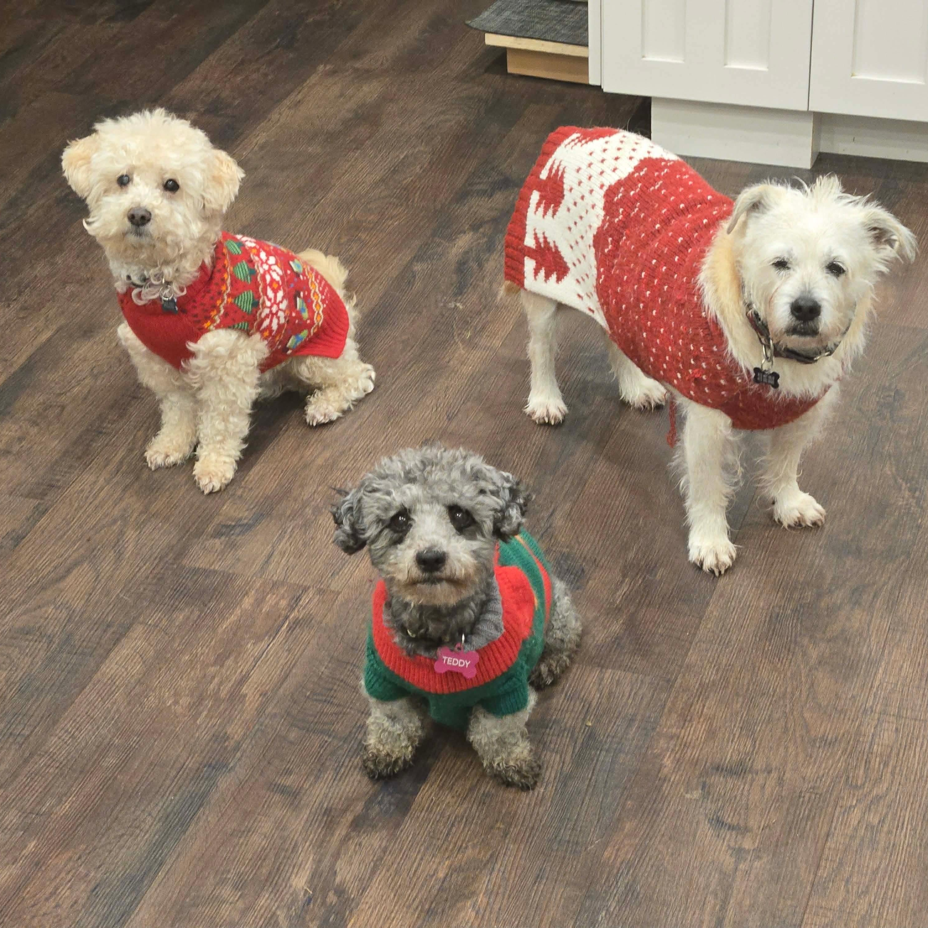 Enlarge Teddy Bear, a Adoptable mixed breed in Saint Helens, OR image 5/6