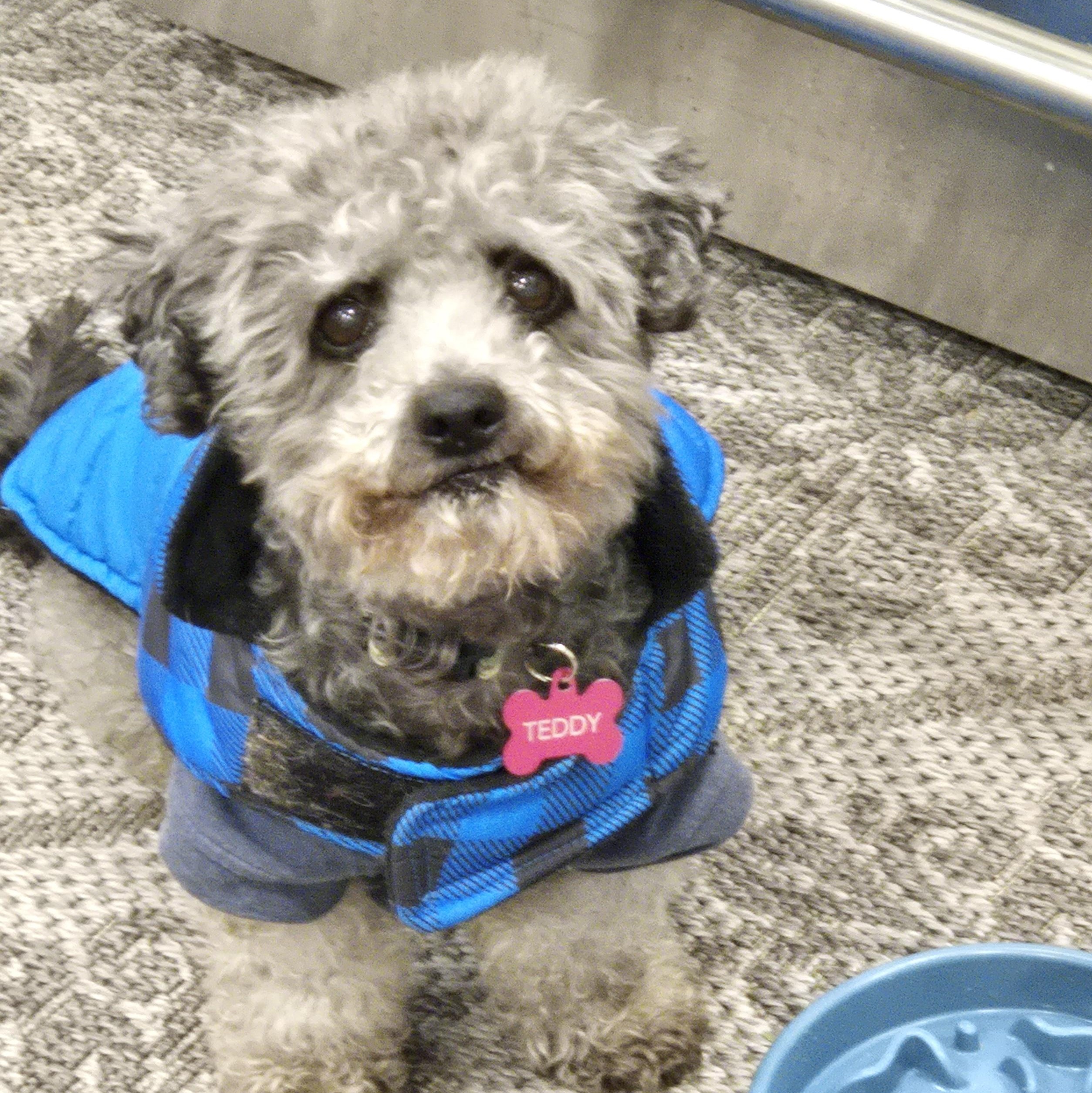 Enlarge Teddy Bear, a Adoptable mixed breed in Saint Helens, OR image 3/6