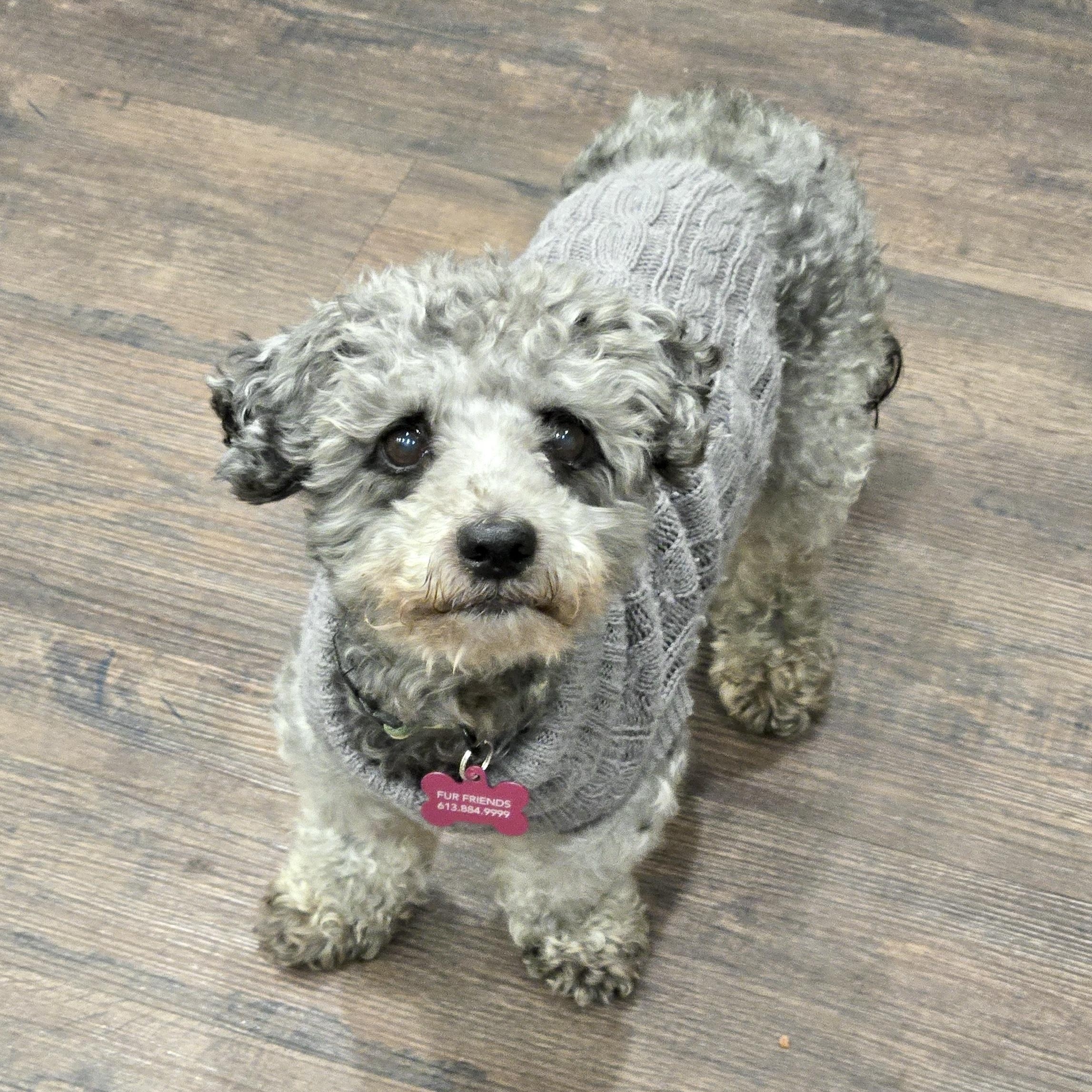 Enlarge Teddy Bear, a Adoptable mixed breed in Saint Helens, OR image 2/6