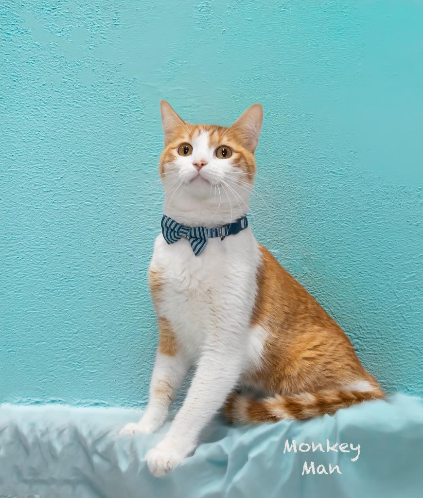 Monkey Man, Adoptable, Adult Male Domestic Short Hair.