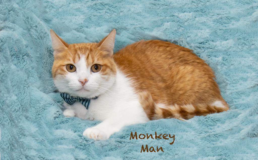 Monkey Man, a Adoptable mixed breed in Hot Springs Village, AR image 2/3