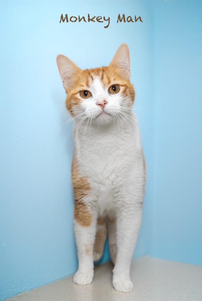 Monkey Man, a Adoptable mixed breed in Hot Springs Village, AR image 3/3