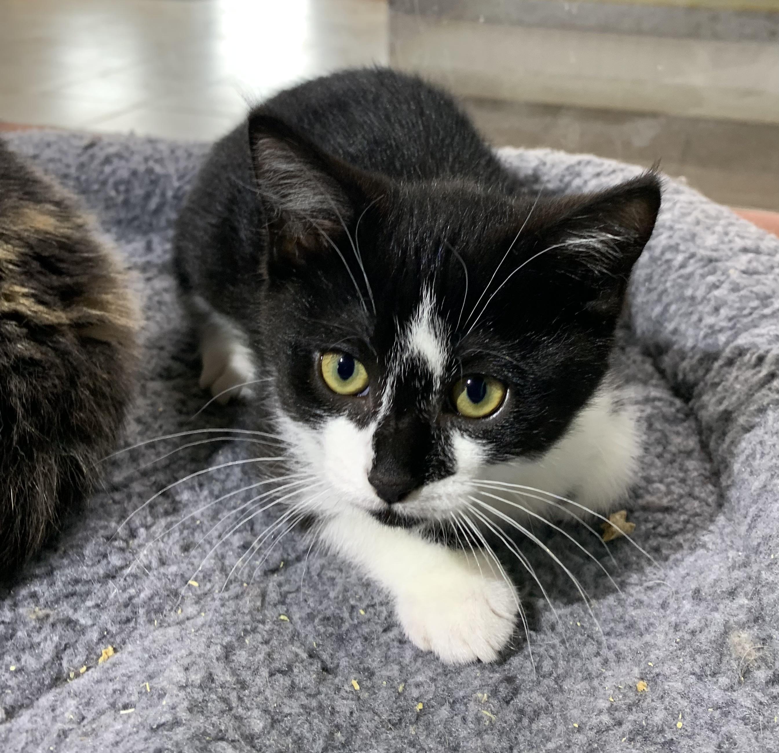 Olivia, adopted, Kitten Female Domestic Short Hair.