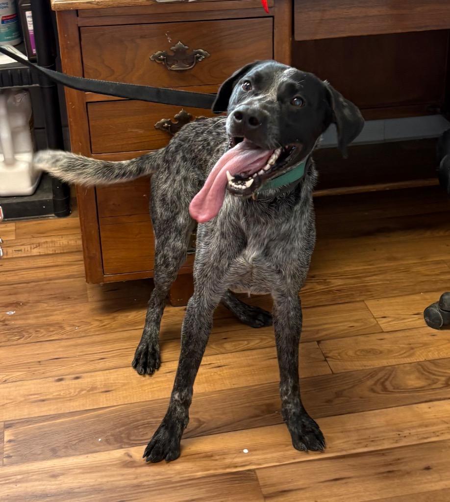 Maverick, Adoptable, Young Male Bluetick Coonhound & Mixed Breed.