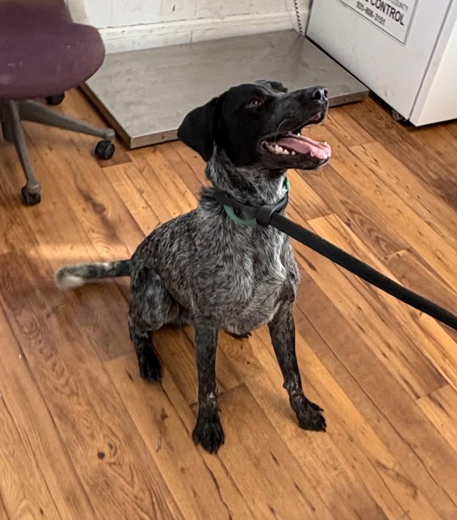 Enlarge Maverick, a Adoptable mixed breed in Fayetteville, TN image 2/4