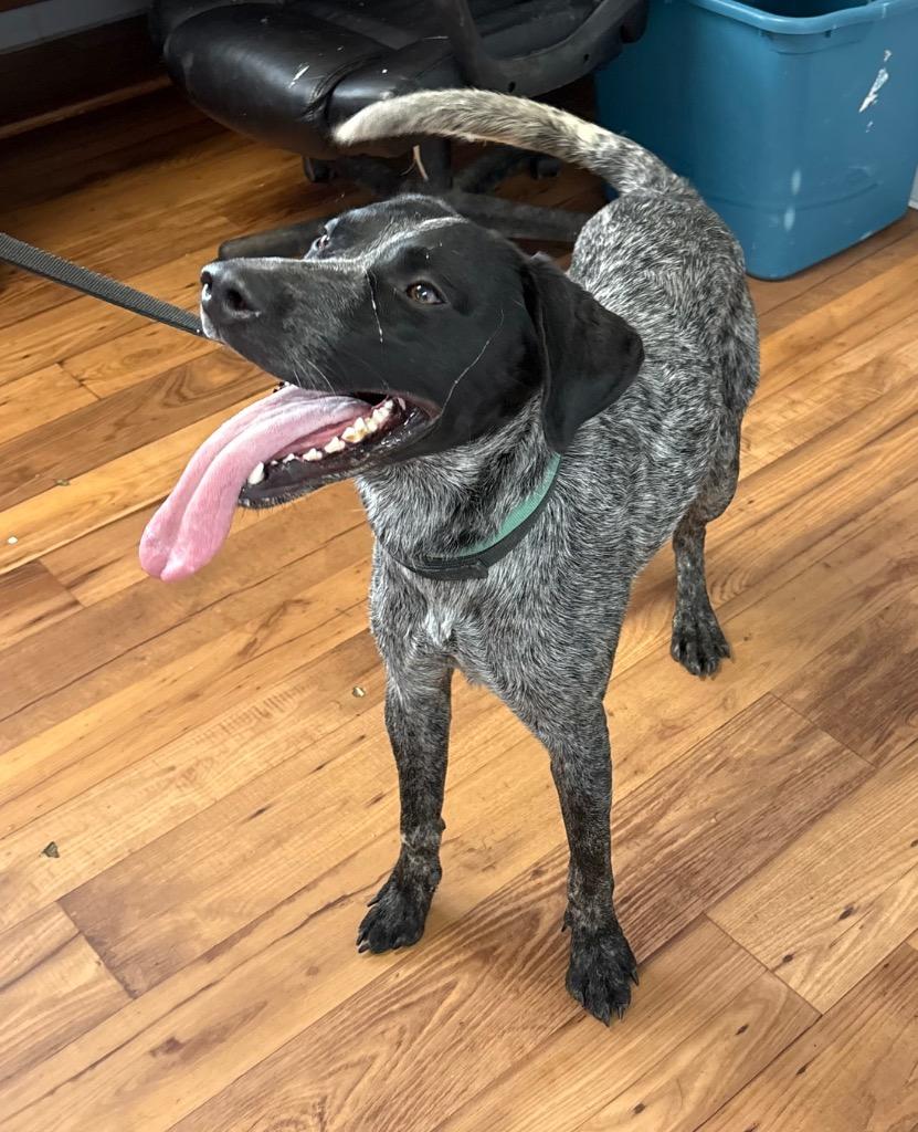 Enlarge Maverick, a Adoptable mixed breed in Fayetteville, TN image 3/4