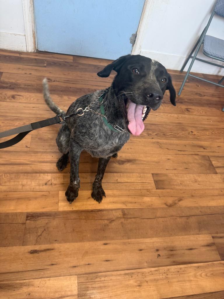 Enlarge Maverick, a Adoptable mixed breed in Fayetteville, TN image 4/4
