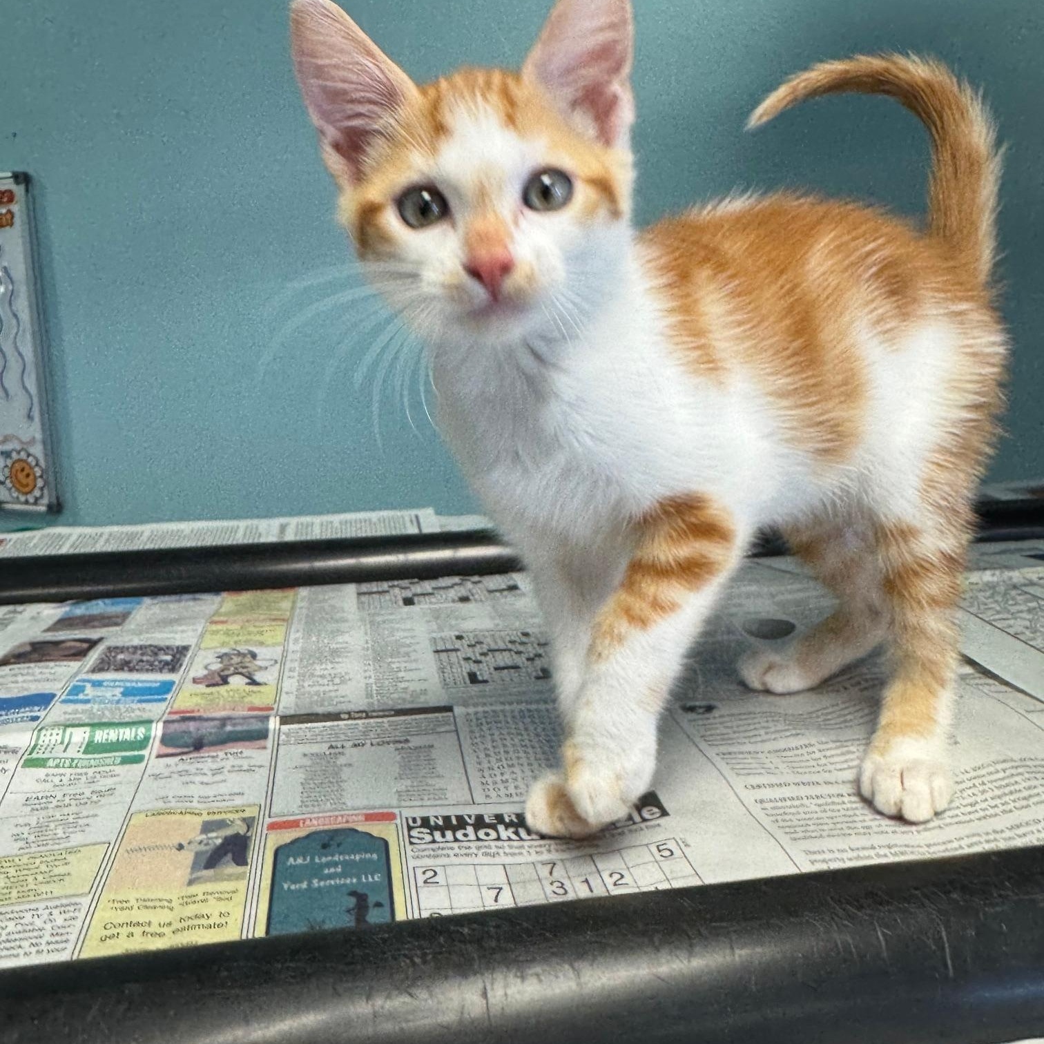 Champagne Cowboy photo 1