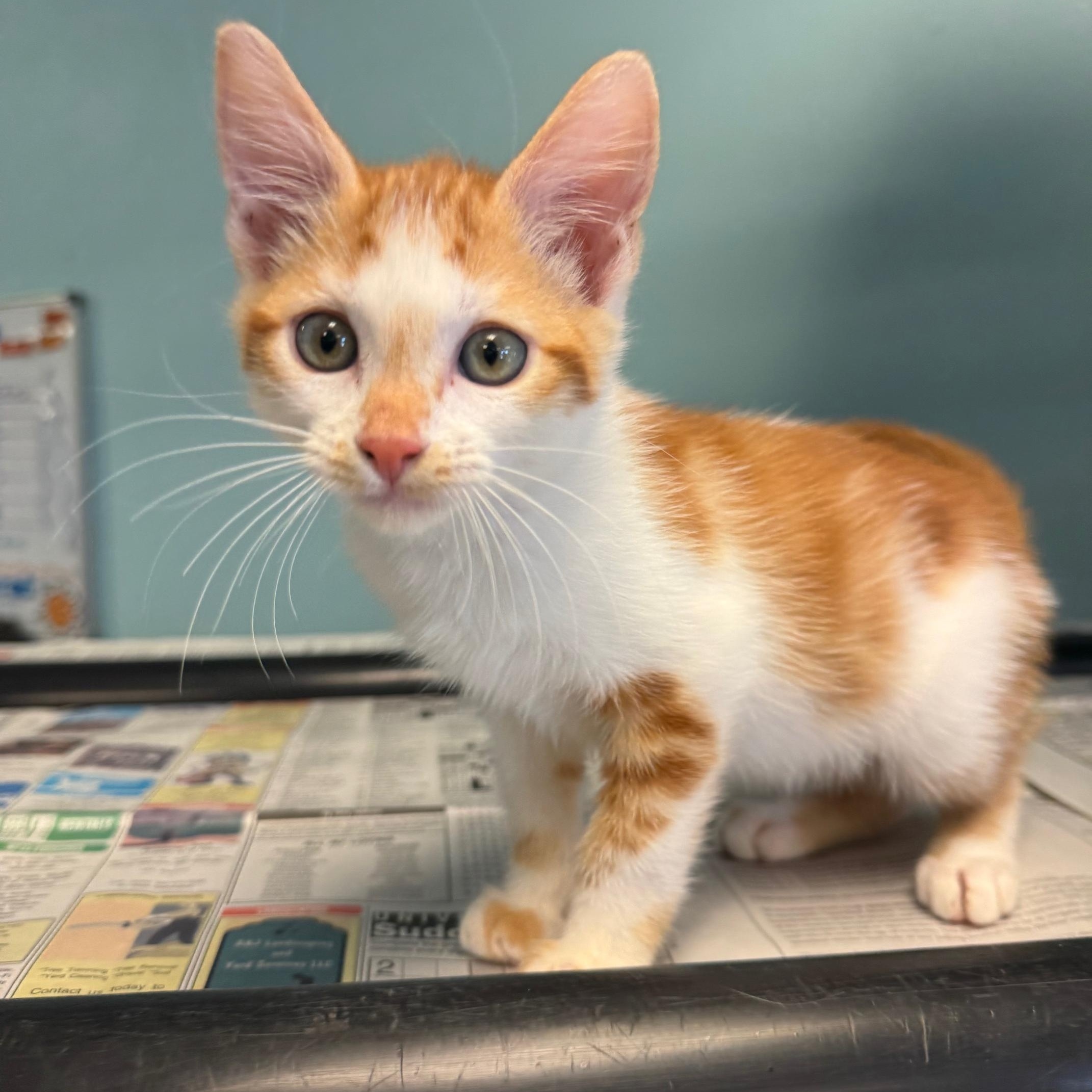 Champagne Cowboy thumbnail 3