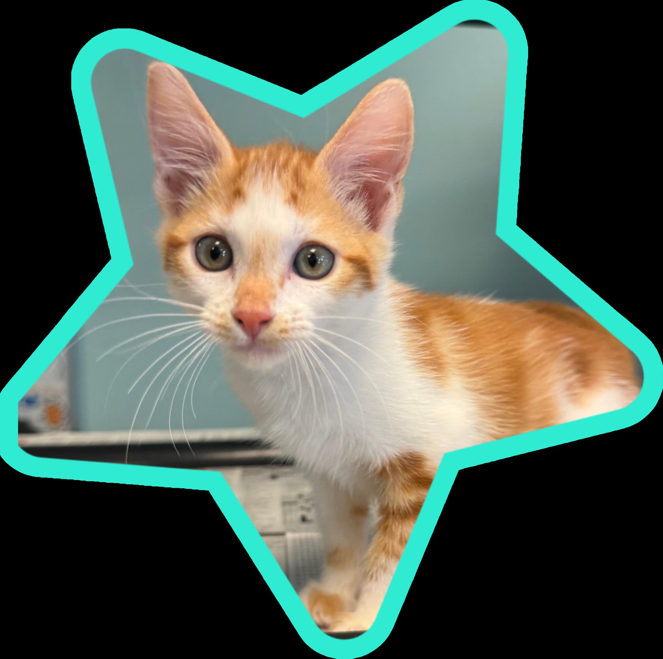 Champagne Cowboy thumbnail 2