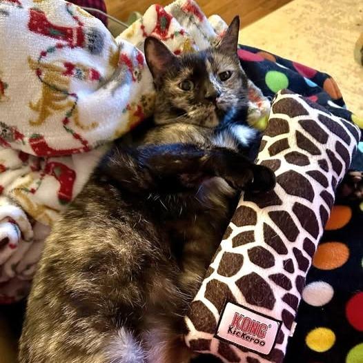 Star, Adoptable, Adult Female Domestic Short Hair.