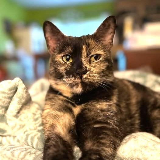 Star, a Adoptable Domestic Short Hair in League City, TX image 2/3