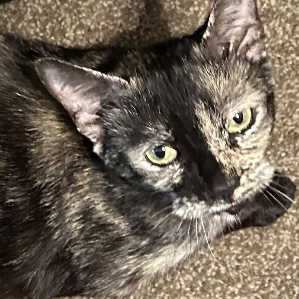 Star, a Adoptable Domestic Short Hair in League City, TX image 3/3