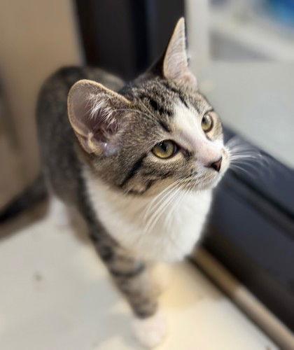 Enlarge Miranda Lamber, a Adoptable Domestic Short Hair in Midland, VA image 1/1