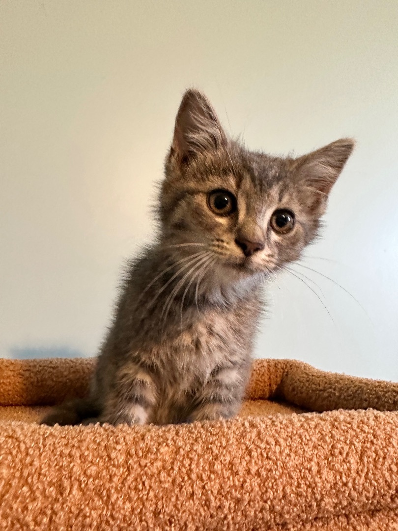 Enlarge Lionel, a Adopted Domestic Short Hair in Bethel, OH image 1/5